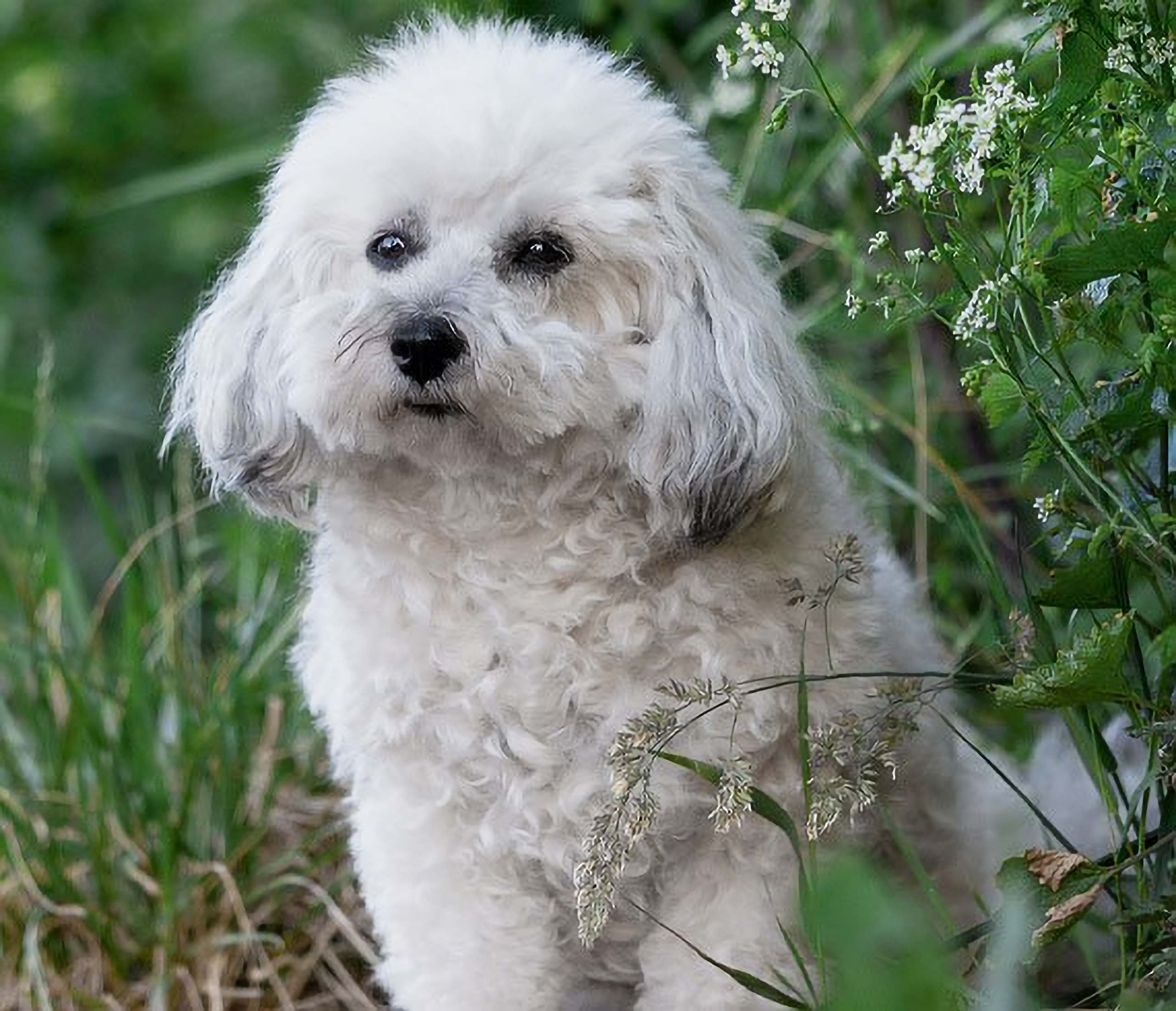 Wirth´s Profi BARF Hundefutter - Malteser Hund