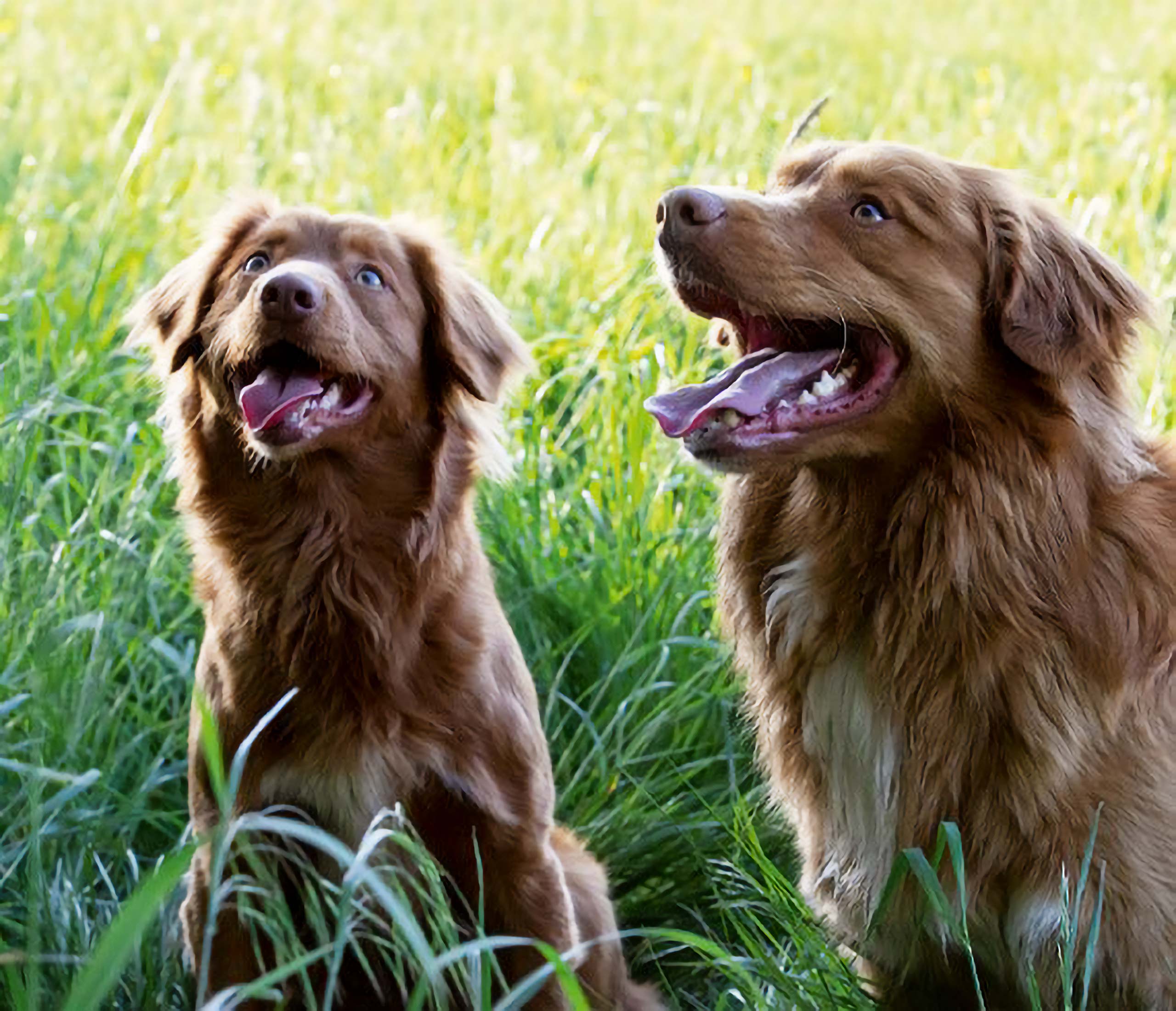 Wirth´s Profi BARF Hundefutter - zwei Hunde