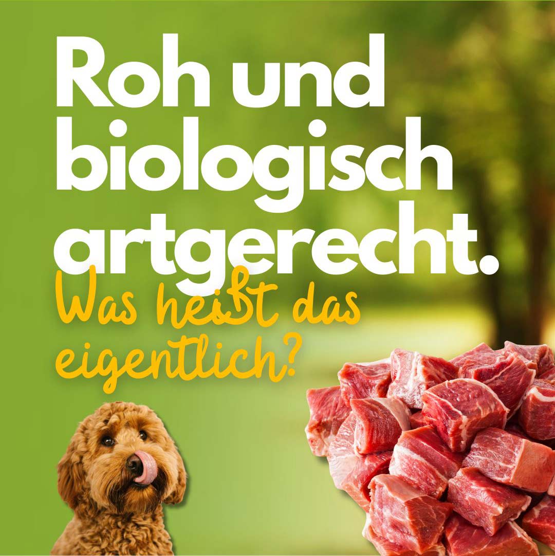 BARF: Roh und biologisch artgerecht - was heisst das eigentlich?